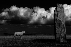 19 - Sheep In Front Of Stone