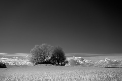 Trees on Hill over White Field